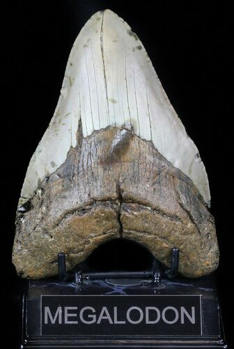 Large, Megalodon Tooth - North Carolina #59014